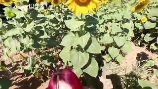 BlowJob: my girlfriend loves sunflowers so I decided to take her to a field and this was her way of thanking me #5