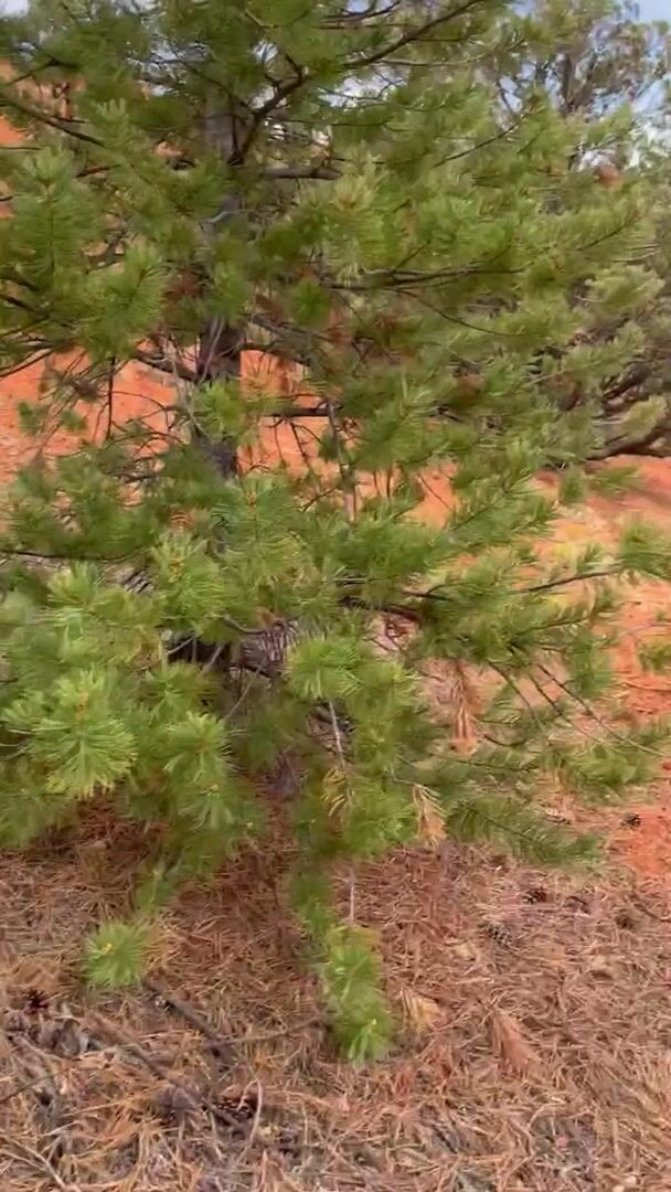 On my knees again, outdoors. National Park fun.